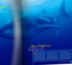 Supplement Magazine Design Services from Bedazzled Graphic Design, layout from SPORTS DIVER Magazine